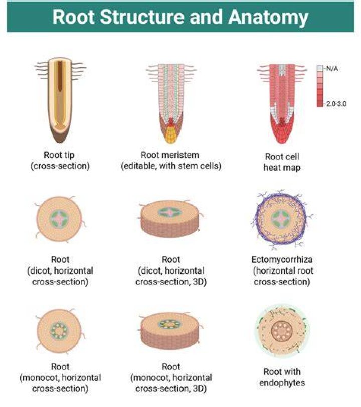 How is called roots parts?