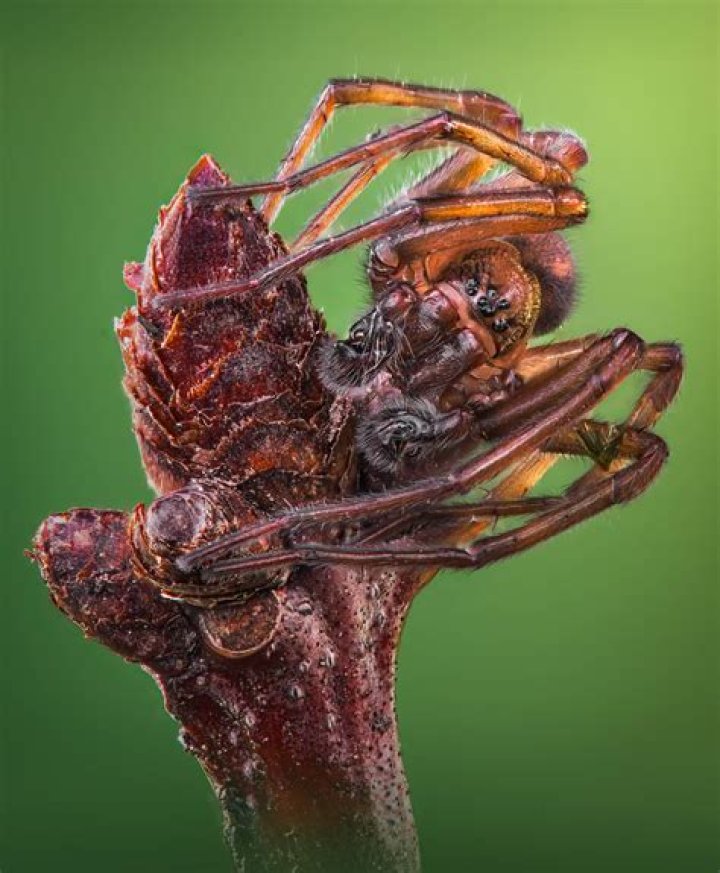 When do Spider's prices reset?