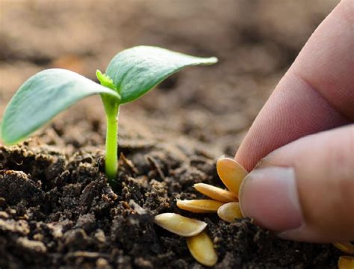 Why won’t the ground take my seed?